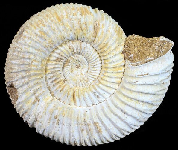 Perisphinctes Ammonite - Jurassic #54217